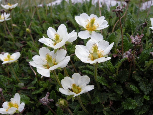 Dryas octopetala / Camedrio alpino